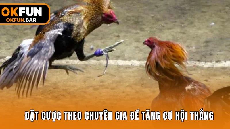 Đặt cược theo chuyên gia để tăng cơ hội thắng