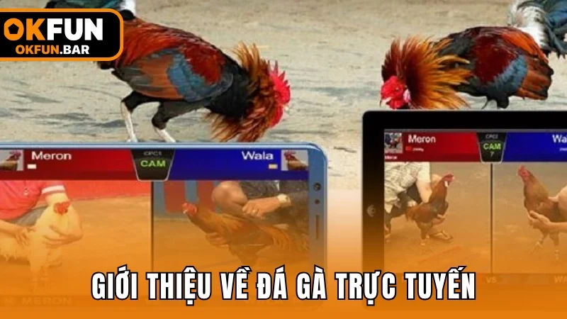 Giới thiệu về loại hình cá cược đá gà trực tuyến