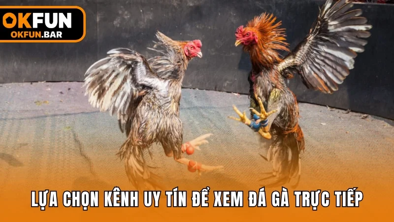 Lựa chọn kênh uy tín để xem đá gà trực tiếp hôm nay