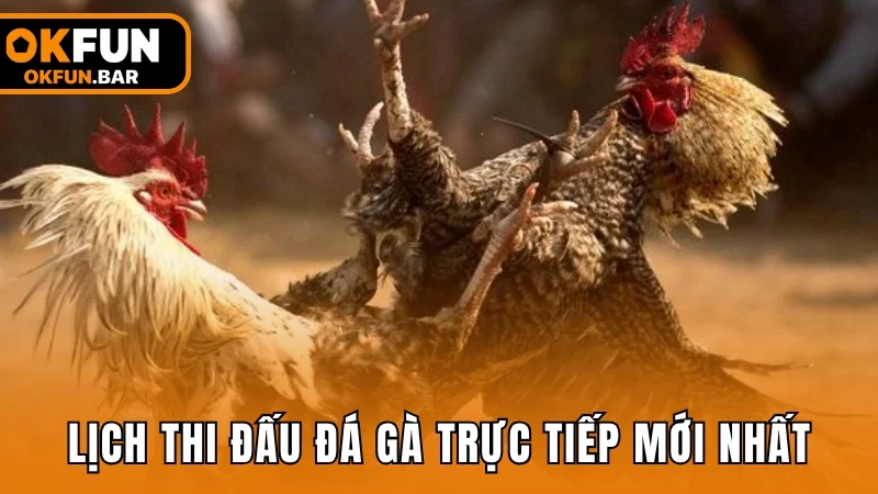 Lịch thi đấu đá gà trực tiếp hôm nay mới nhất