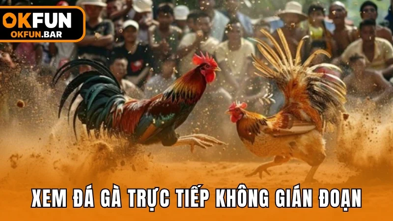 Xem đá gà trực tiếp mượt mà, không gián đoạn