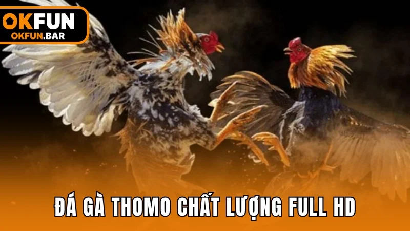 Đá gà Thomo chất lượng full HD, cập nhật từng giây