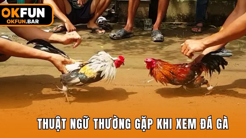 Một số thuật ngữ thường gặp khi xem đá gà trực tiếp