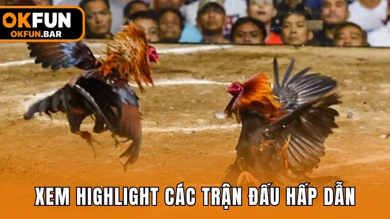 Xem highlight các trận đấu đá gà hấp dẫn gần đây