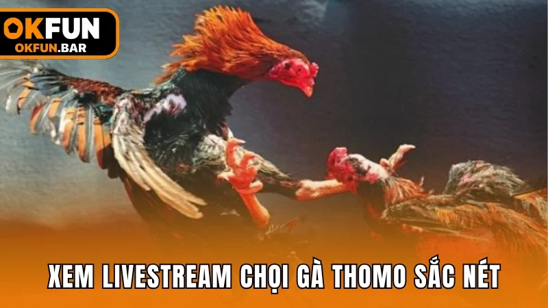 Xem livestream chọi gà Thomo sắc nét