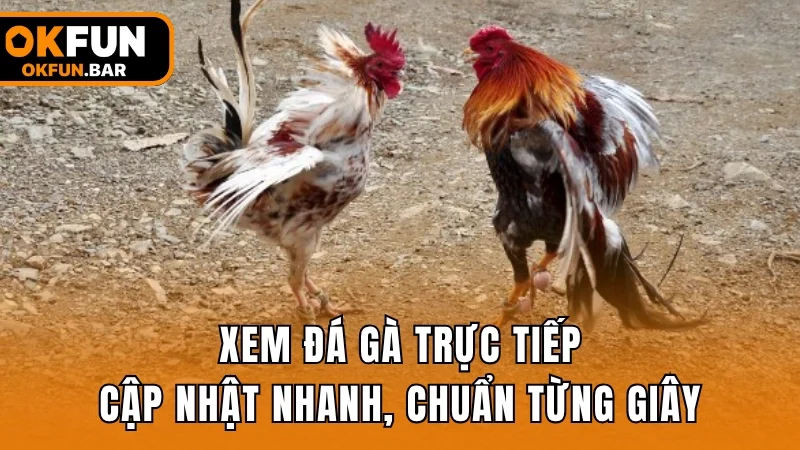 Xem đá gà trực tiếp